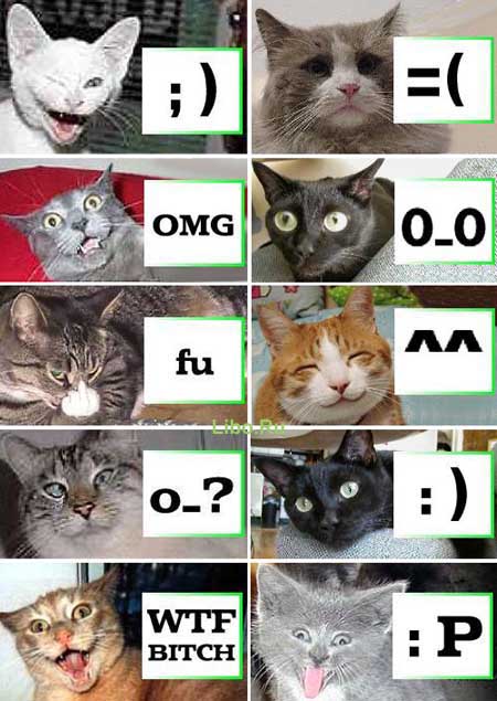 http://www.bezumnoe.ru/fun/catsmile.jpg