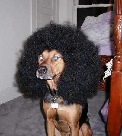 http://www.bezumnoe.ru/fun/dogs_hair.jpg